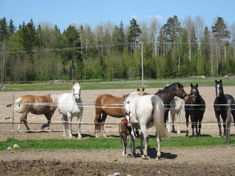 keiju 089.jpg - Lauma ihastelee uutta tulokasta aidan takaa.